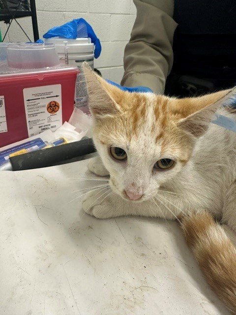 A273812 - Domestic Short Hair available for adoption