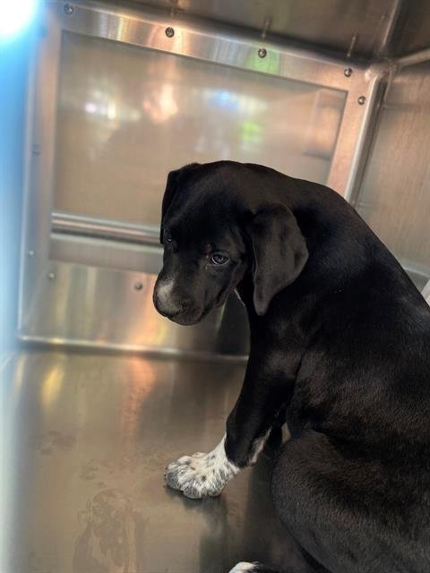 ERNIE - Pit Bull Terrier available for adoption