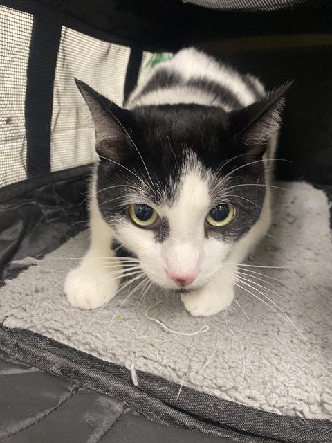 KAI - Domestic Short Hair available for adoption