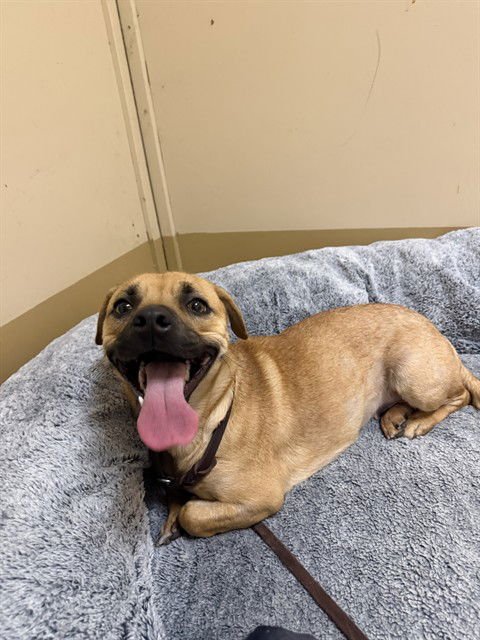 SWEETPEA - Chihuahua / Pug available for adoption