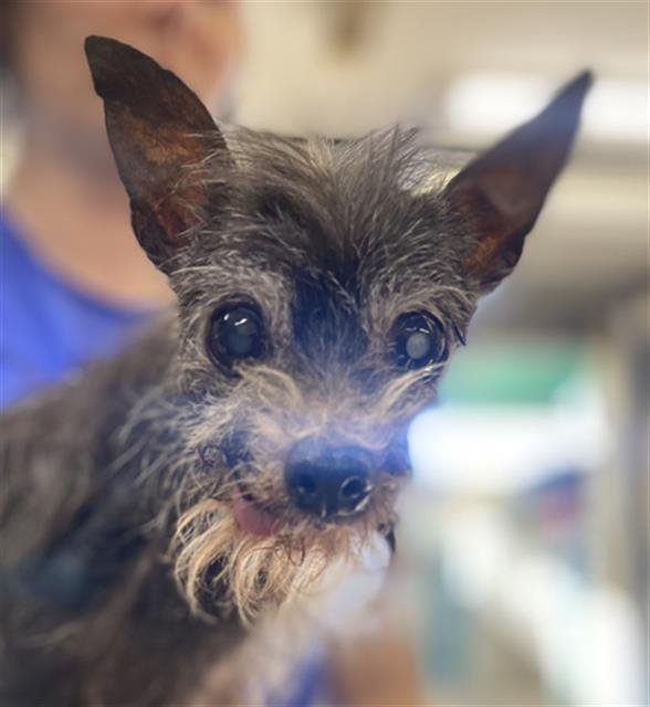 QUEEN SOPHIA - Chihuahua available for adoption