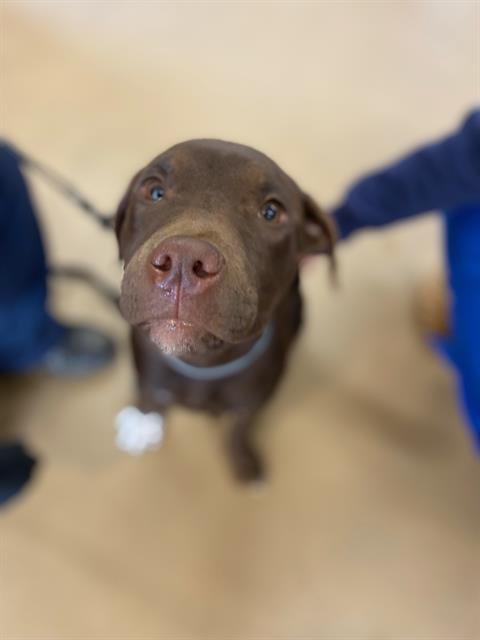 A269583 - Pit Bull Terrier available for adoption