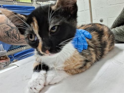 CAMIE - Domestic Short Hair for adoption in San Diego