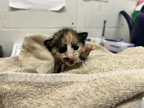 MAEVE - Domestic Short Hair available for adoption