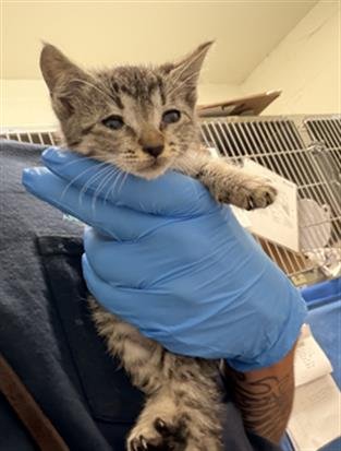 MACCHIATO - Domestic Short Hair for adoption in Chula Vista