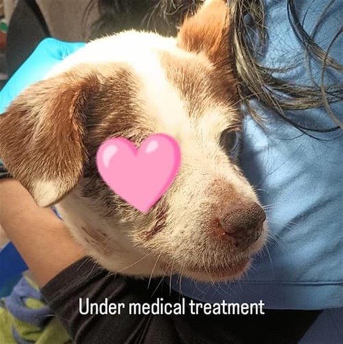 ELOY - Terrier available for adoption