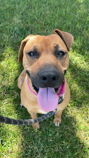 NESSY - Black Mouth Cur available for adoption