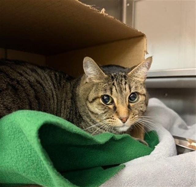 MIDAS - Domestic Short Hair available for adoption