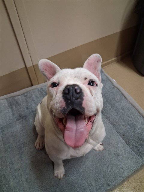 CHARLIE - Bulldog available for adoption