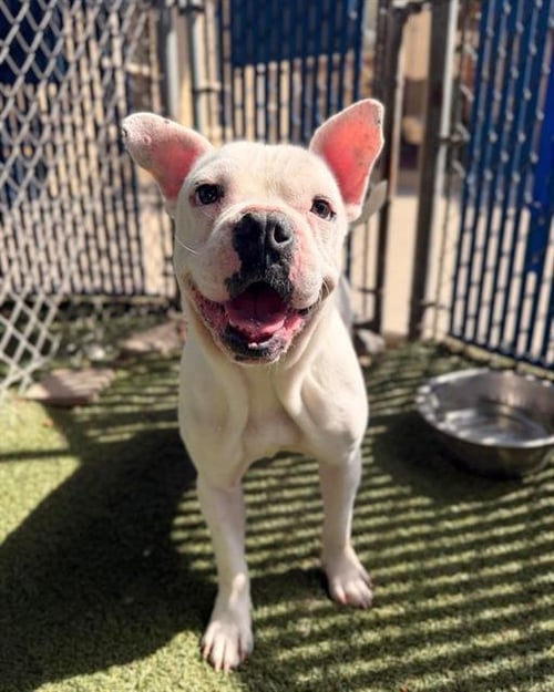 CHARLIE - Bulldog available for adoption