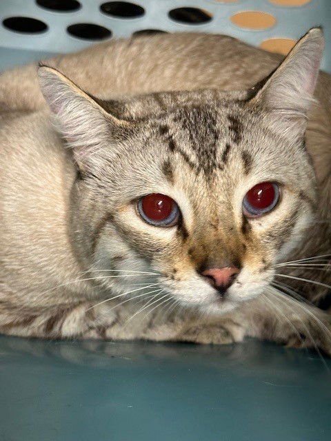 OLIE - Siamese available for adoption