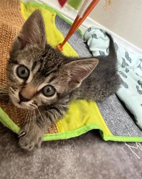 A273411 - Domestic Short Hair available for adoption