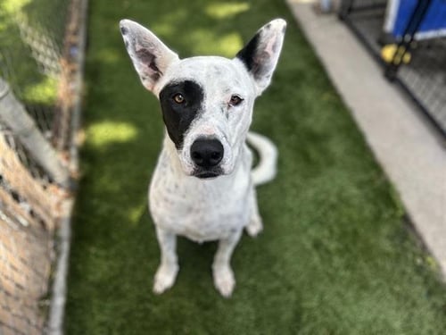 ELLIE - Pit Bull Terrier / German Shepherd Dog for adoption in Chula Vista