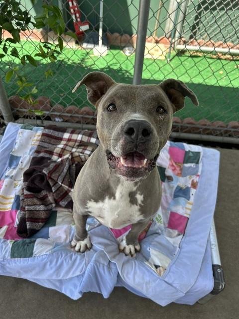 MIELLE - Pit Bull Terrier available for adoption