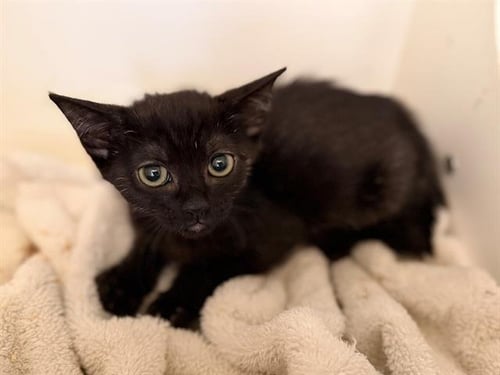 BOBBITY - Domestic Short Hair available for adoption