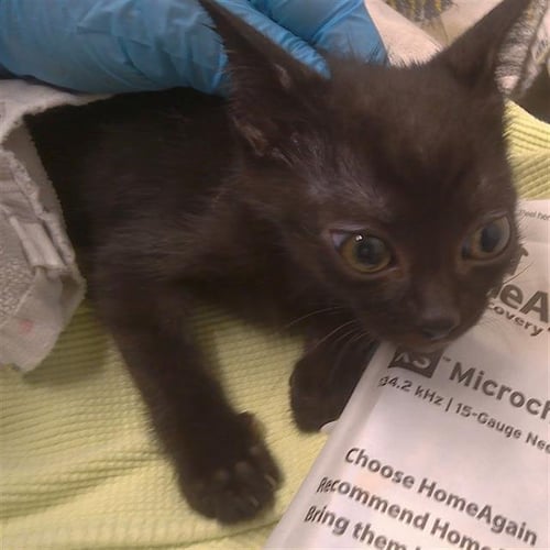 BOBBITY - Domestic Short Hair available for adoption