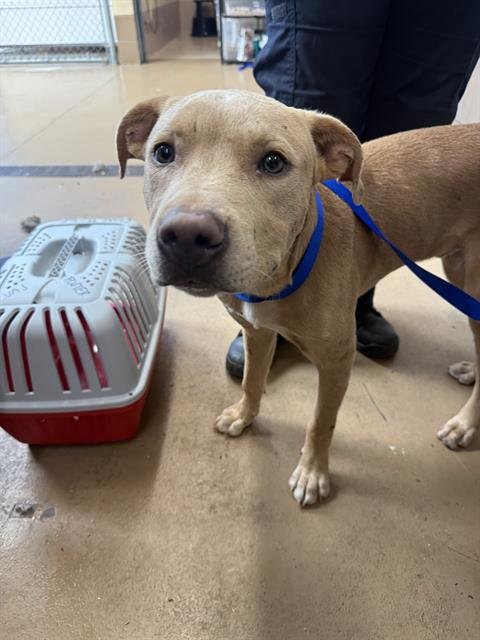 CHEESE - Pit Bull Terrier available for adoption