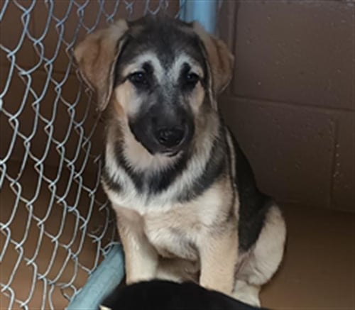 PERSEPHONE - German Shepherd Dog available for adoption