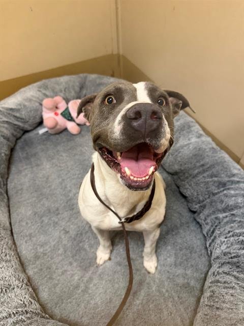 ROCCO - Pit Bull Terrier available for adoption