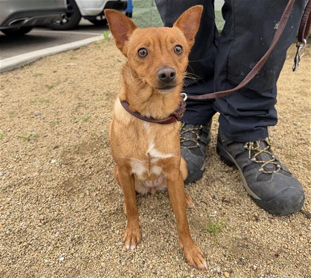 BAMBI - Chihuahua available for adoption