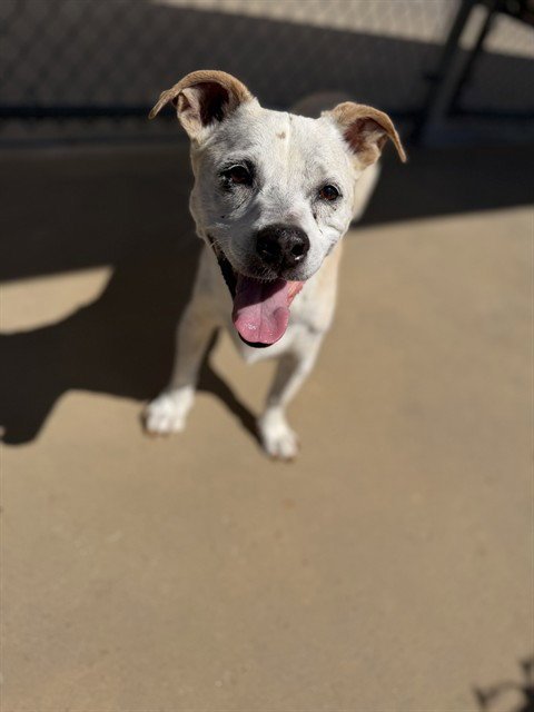 CAESAR - Terrier / Dachshund available for adoption