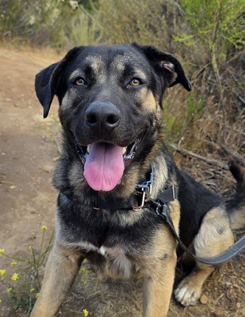 TOMMY - German Shepherd Dog available for adoption