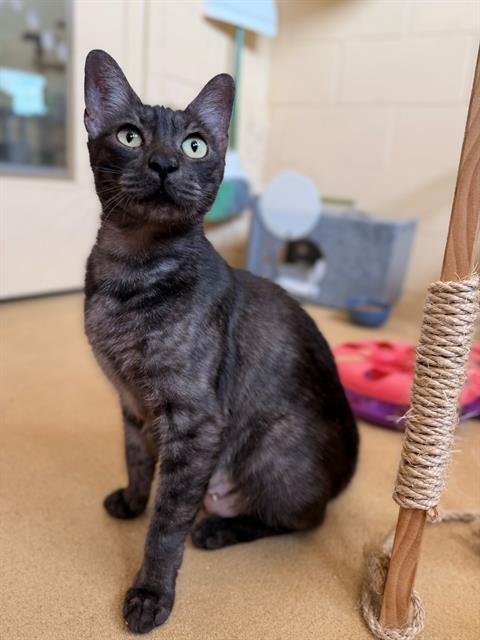 JOLENE - Domestic Short Hair available for adoption