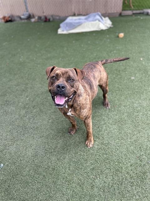 BEAU JANGLES - Staffordshire Bull Terrier available for adoption