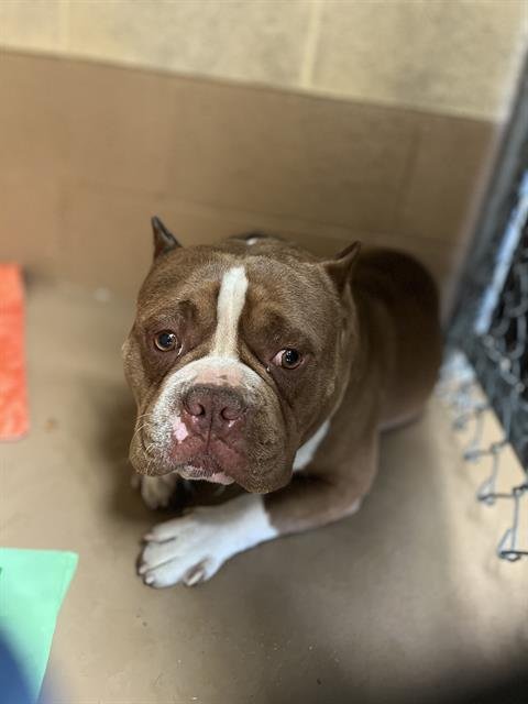 BENJAMIN - Bulldog available for adoption