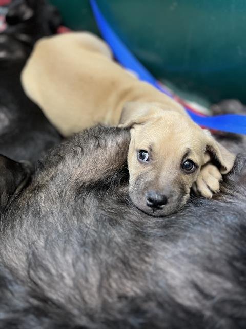 A274270 - Terrier available for adoption