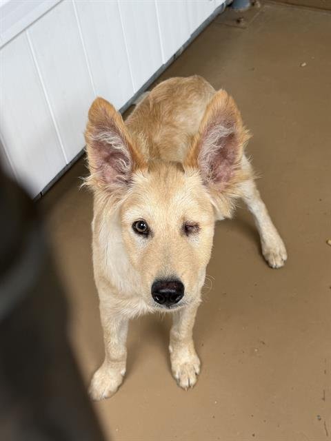 A274038 - Labrador Retriever available for adoption