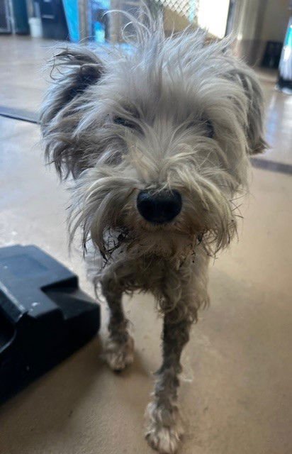 SIMBA - Terrier available for adoption