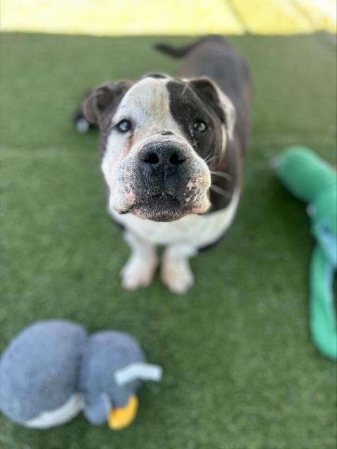 SNOOTY - English Bulldog available for adoption