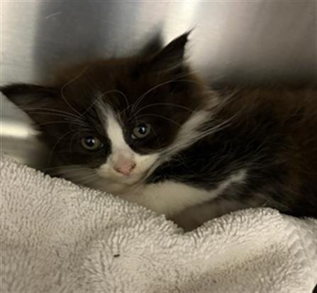 JUNIPER - Domestic Short Hair available for adoption