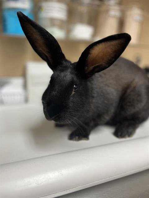 A274828 - American available for adoption