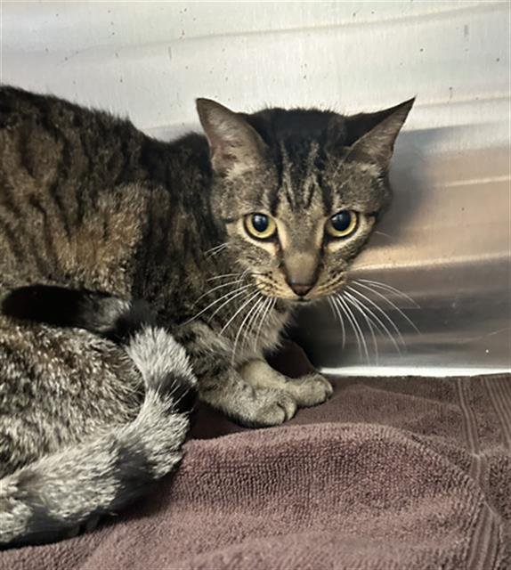 LINDO - Domestic Short Hair available for adoption