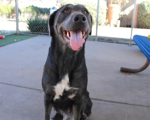 ROSIE - Labrador Retriever available for adoption