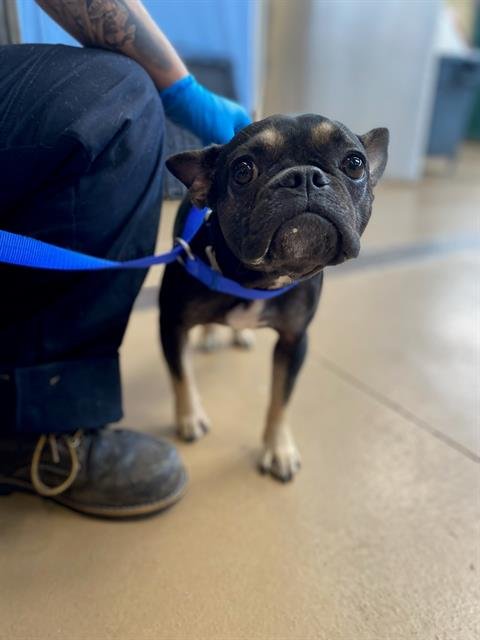 CHANEL - French Bulldog available for adoption