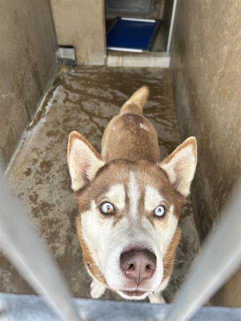 APPLE JACK - Siberian Husky available for adoption
