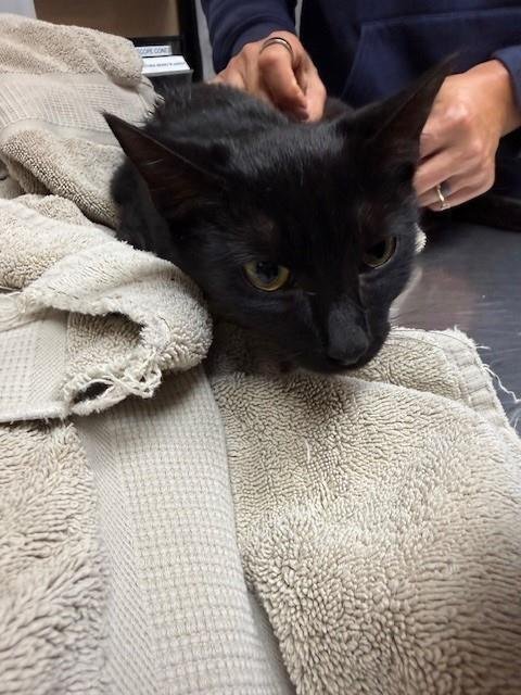 RAVEN - Domestic Short Hair available for adoption