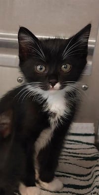 TUXEDO - Photo 1