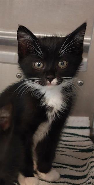 TUXEDO - Domestic Medium Hair available for adoption