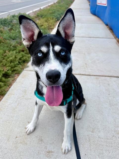 NARUTO - Siberian Husky available for adoption