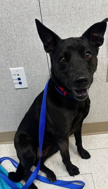 BELLA - Labrador Retriever available for adoption