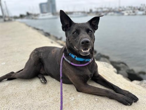 BELLA - Labrador Retriever available for adoption