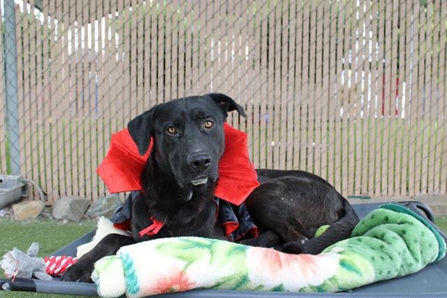 BUDDHA - Labrador Retriever / German Shepherd Dog available for adoption