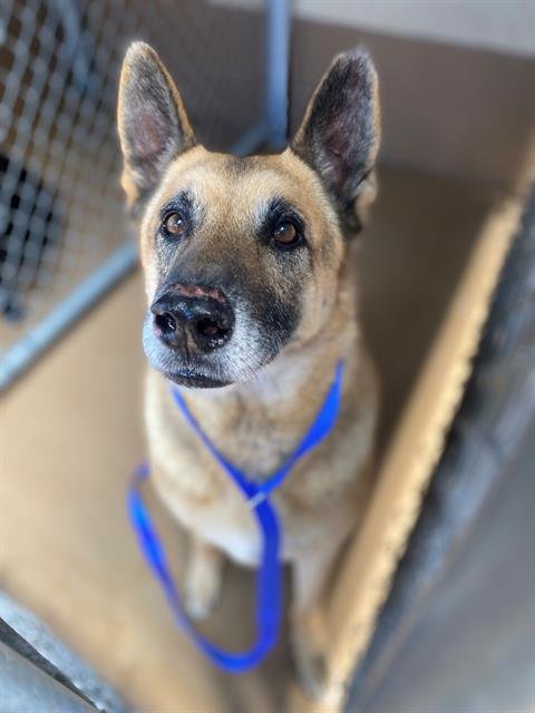 LINA FLETCH - German Shepherd Dog available for adoption