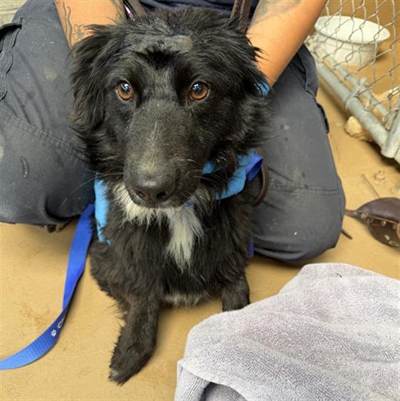 ROSA - Terrier available for adoption