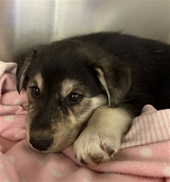 A269362 - German Shepherd Dog available for adoption