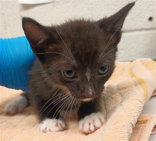 A271881 - Domestic Short Hair available for adoption